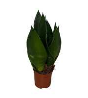 Sansevieria Black Diamond