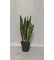 Sansevieria Black Coral