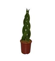 Sansevieria Cylindrica Braid