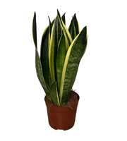 Sansevieria Canary
