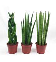 Sanseverieria cylindrica mix