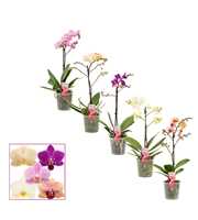 Phalaenopsis multiflora 1 tak mix