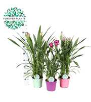 Curcuma Siam Mix p17