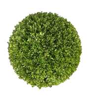 Ilex crenata 'Stokes Bol p30 (th) 45-50 ©