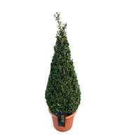 Ilex conv. Caroline Upright Piramiden p30(t) 80-+ 