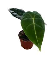 Alocasia Frydek