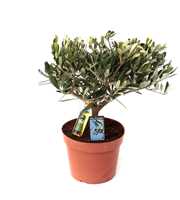 Olea Olijf met Flesje olijf olie