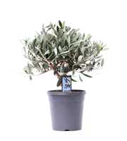 Olea Olijf op stam