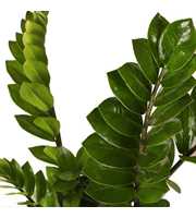 Zamioculcas p14