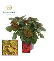 Hydrangea Bol Hi Moon Red 7 - 12 kop (Specialty)