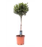 Olea Olijf op Stam