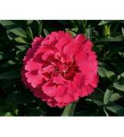 Dianthus Oscar
