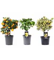 Citrus Mix 3 soorten