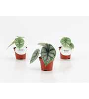 Alocasia Silver Dragon