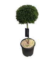 Ilex crenata 'Convexa' Bol p28 (t) stam 50 ©