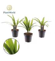 Trachycarpus fortuneii / Eagle palm P12