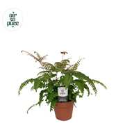 Adiantum roseum - Air So Pure