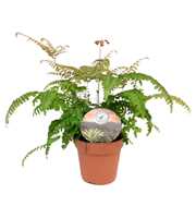 Adiantum roseum