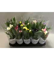 Zantedeschia gemengd Castlemix