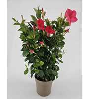 MAN17PINREK Mande Sun Pink Rek