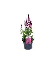 Salvia nemorosa Rose Marvel