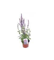 Salvia nemorosa Caradonna