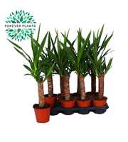 Yucca p14, 30 cm (1+ KOP)