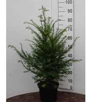 Taxus baccata