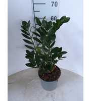 Zamioculcas P21 4+ veren
