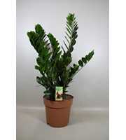Zamioculcas 10+ veren
