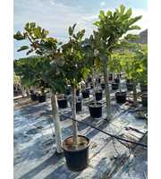 Ficus Carica Stam