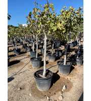 Ficus carica stem