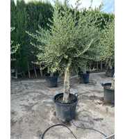 Olea Europaea