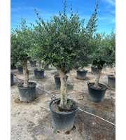Olea Europaea