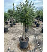Olea Europaea
