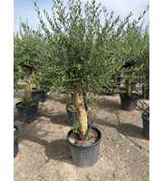 Olea Europaea