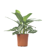 Aglaonema silverbay