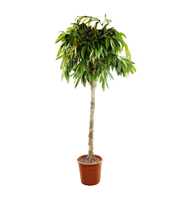 Ficus amstel king stem