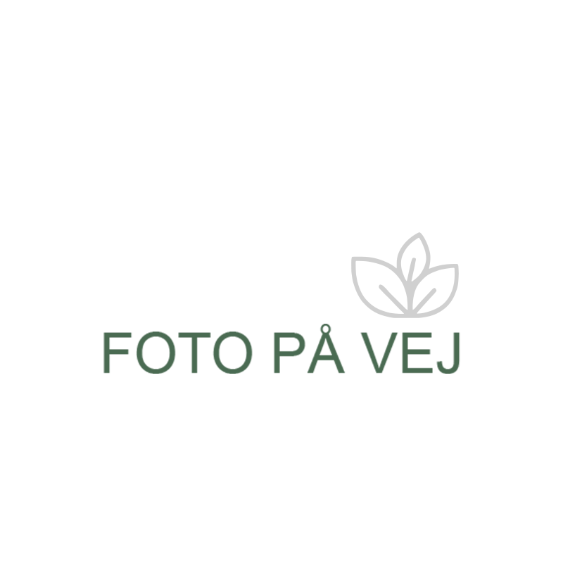 Foto på vej,