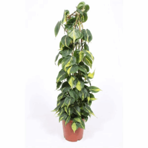 Philodendron Brasil.