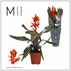 Mimesis Aechmea Pepita Elegant Flames - 12 cm.