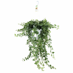 Hedera helix Wonder - hang/XXL.