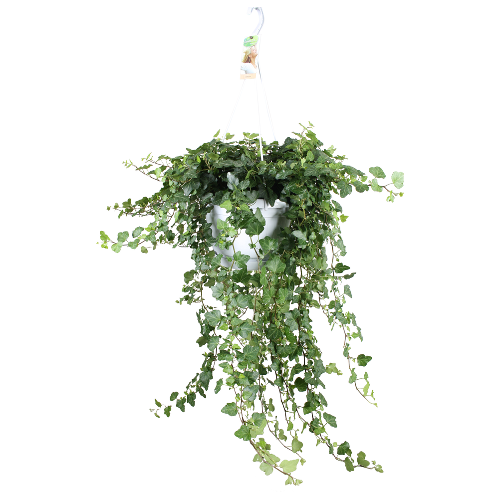 Hedera helix Wonder - hang/XXL.
