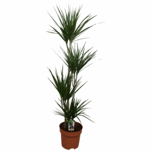 Dracaena Marginata 90-60-30-15.