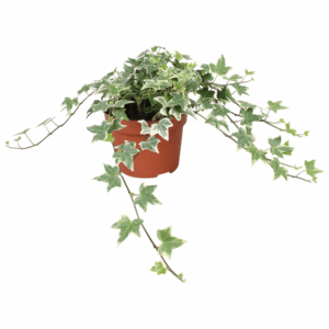 Hedera helix Eva.