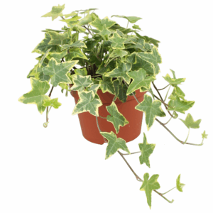 Hedera helix Gold Child.