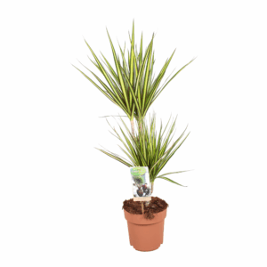 Dracaena Sunray 30-15.