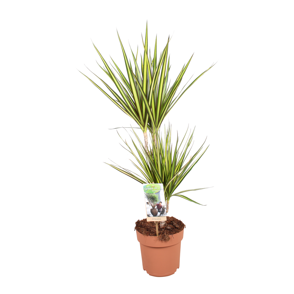 Dracaena Sunray 30-15.