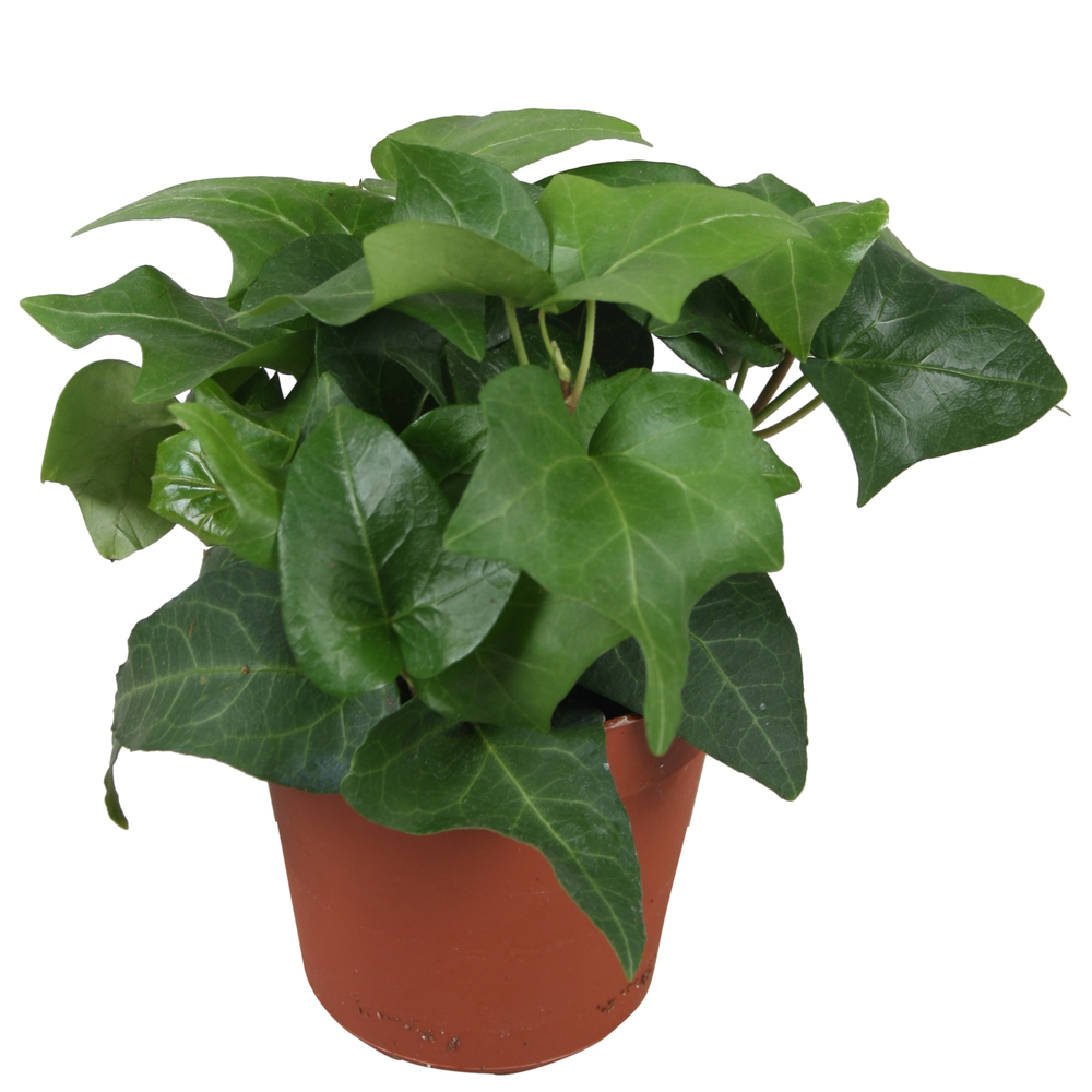 Hedera helix Mein Herz.