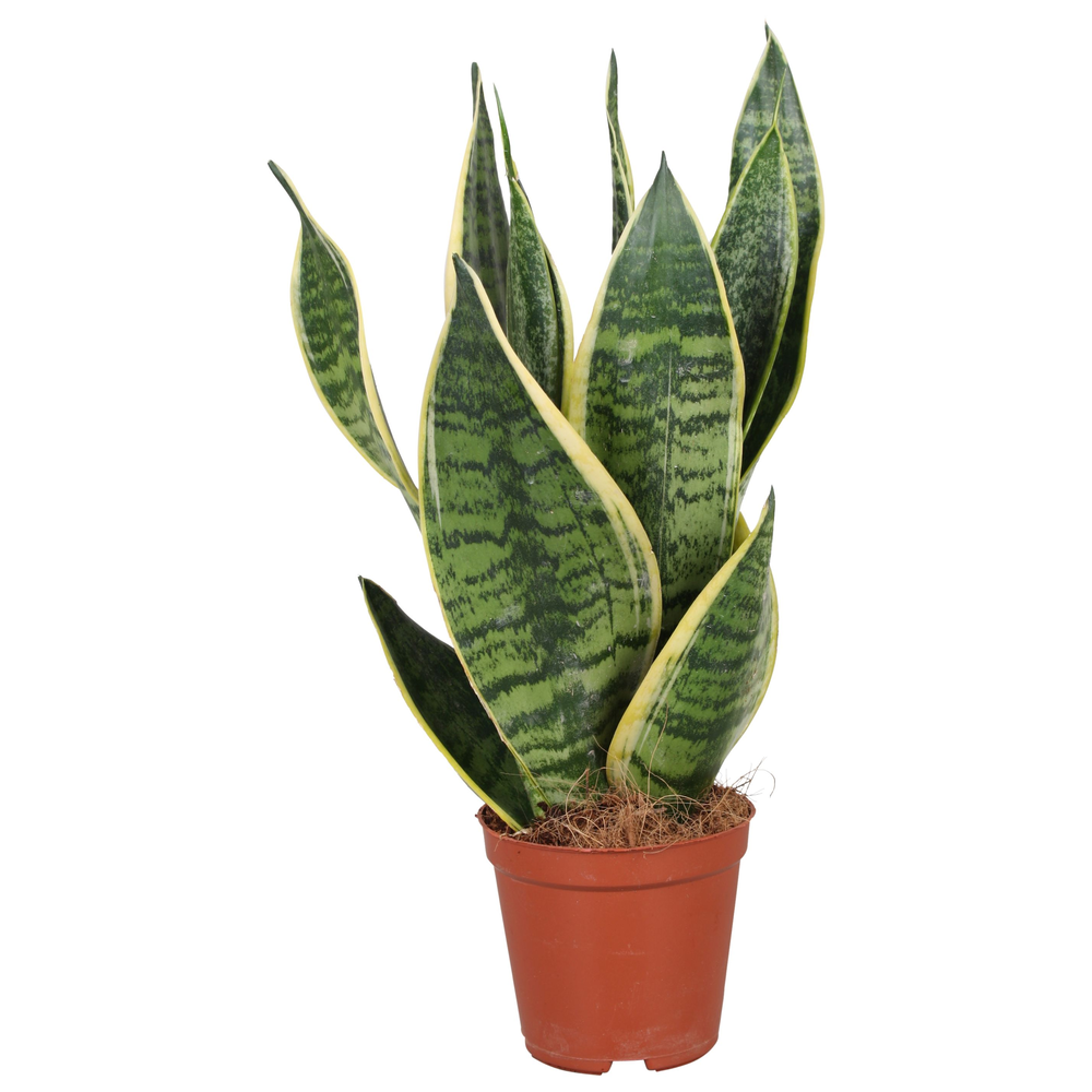Sansevieria Futura Superba.